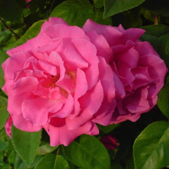 Rosier Grimpant Zéphirine Drouhin