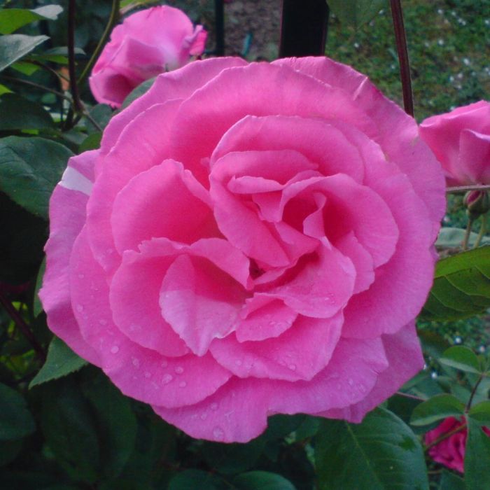 Rosier Grimpant Zéphirine Drouhin