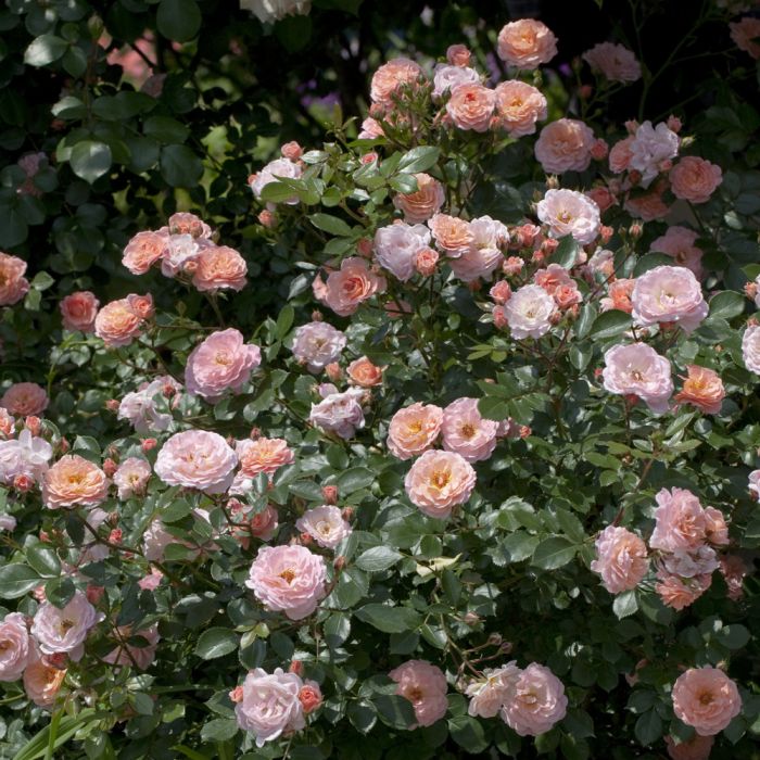 Rosier Apricot DRIFT® Meimirote