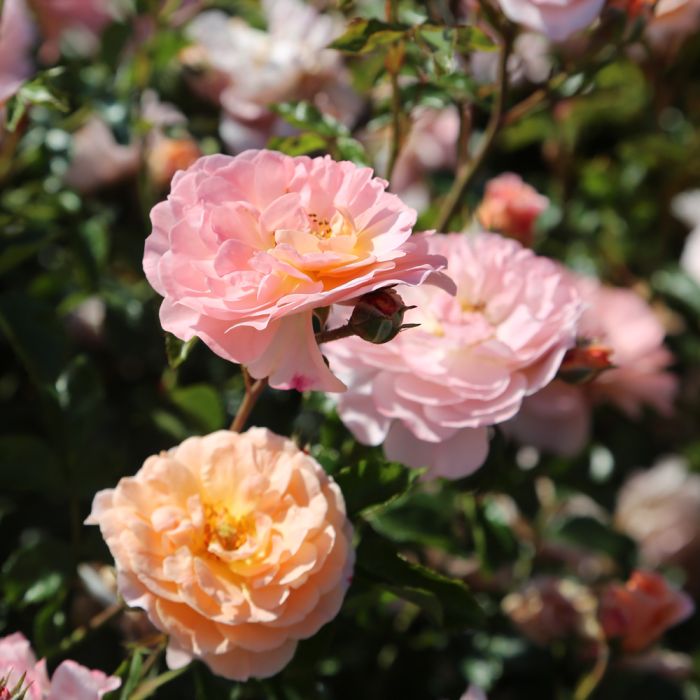 Bouton et fleurs Apricot DRIFT® Meimirote
