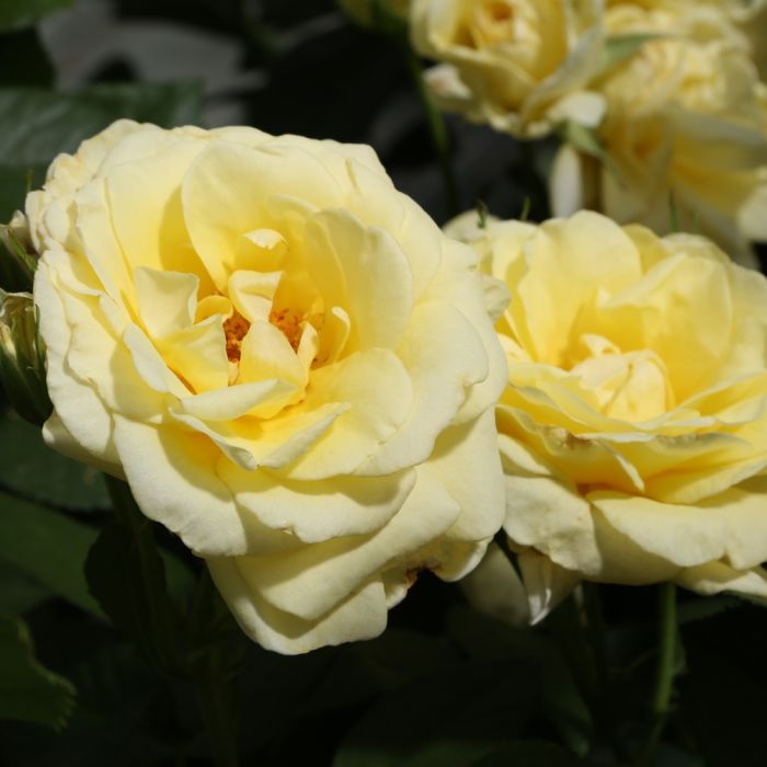Rosier buisson RUSTICA ® III Meilaocil