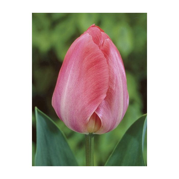 Tulipe Darwin Van Eijk