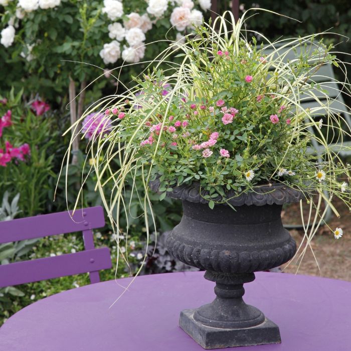 Mini-rosier LillyRose TM Wonder6 ‘Hohoemi rouge’