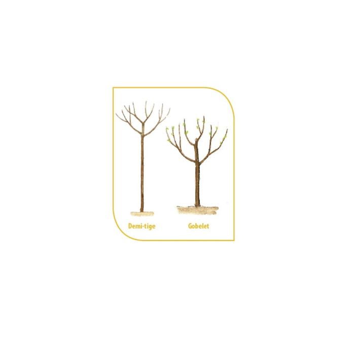 Forme d'un arbre fruitier en demi-tige et en gobelet sans motte