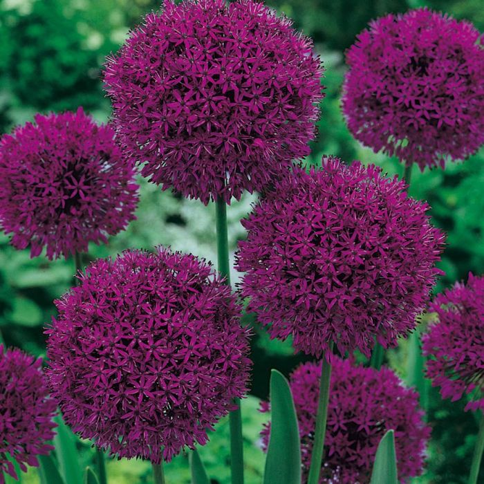 Allium Purple Sensation