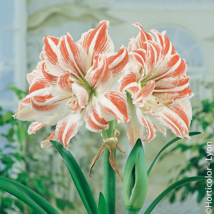 Amaryllis Dancing Queen