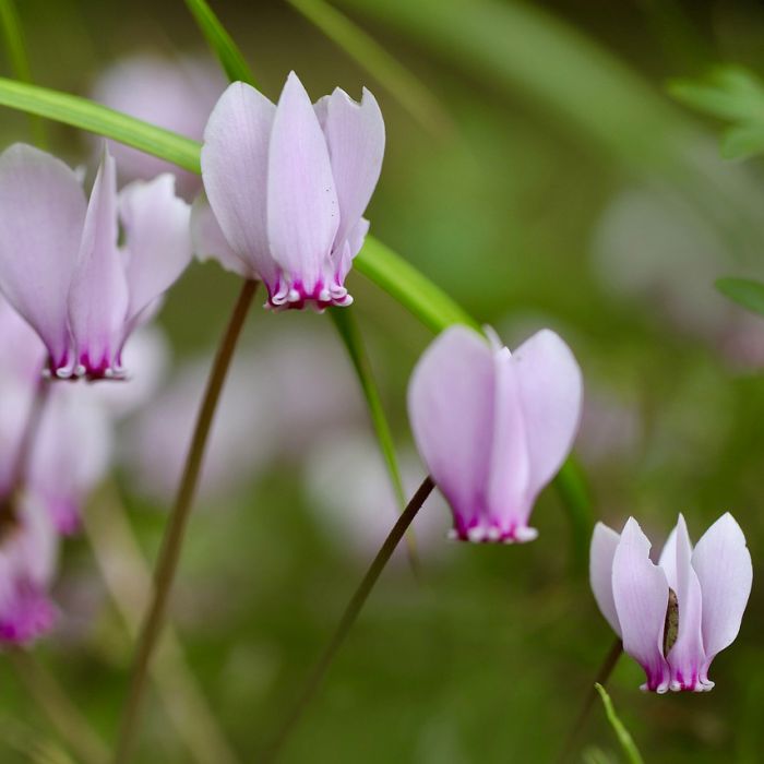 cyclamen de Naples