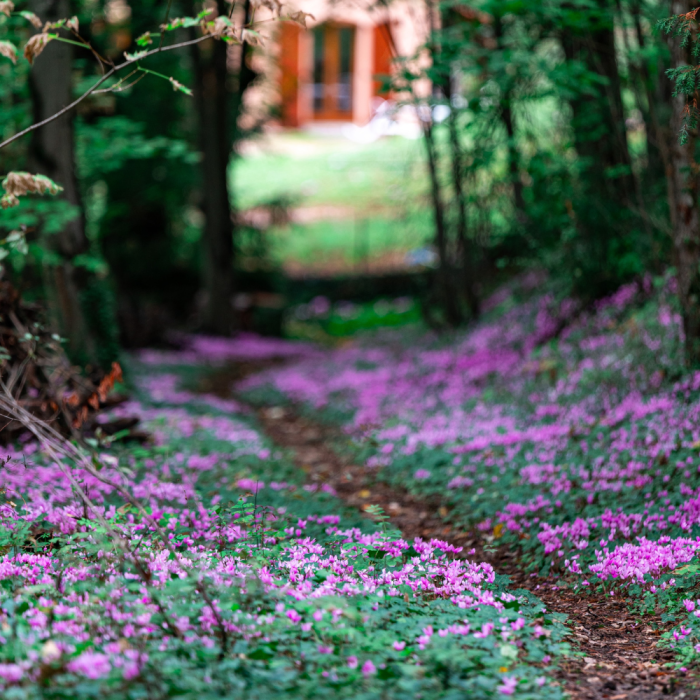  Cyclamen de Naples, bulbe facile à réussir