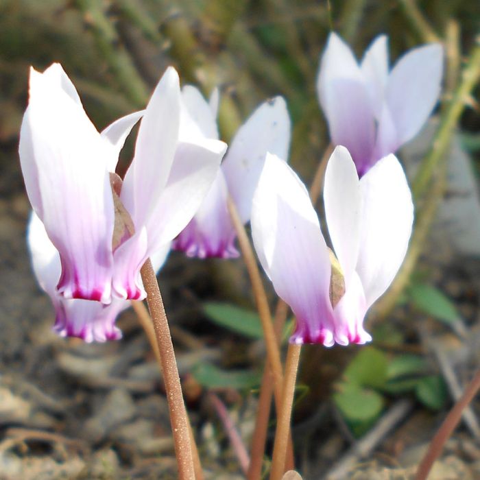 cyclamen à feuilles de Lierre