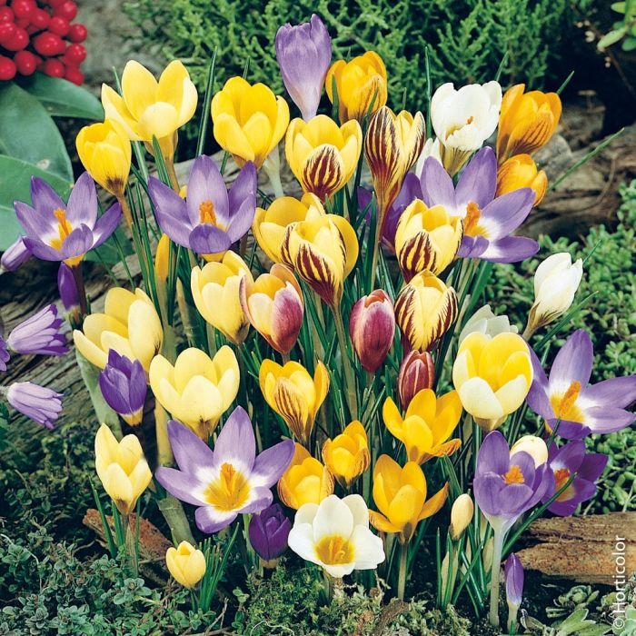 Crocus botaniques en mélange