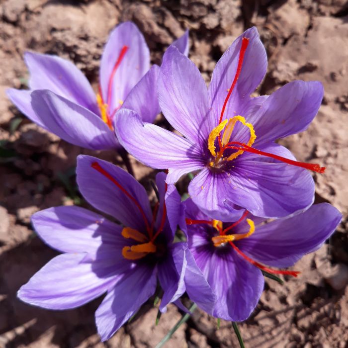 Crocus Safran