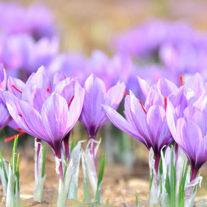 Crocus Safran