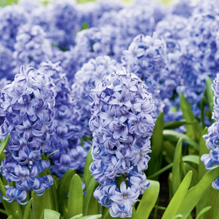 Jacinthe à Massifs Delft Blue