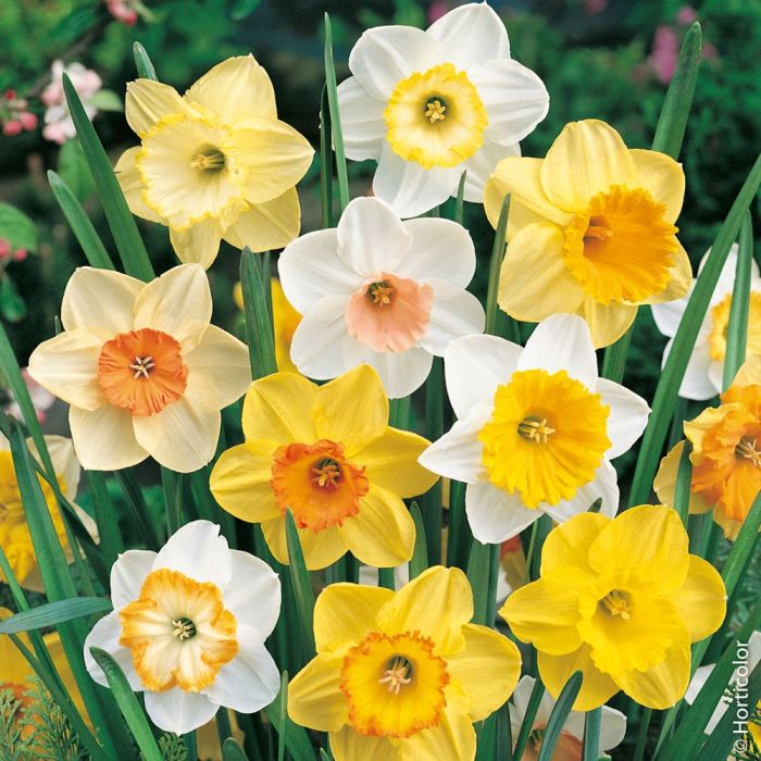 Narcisses simples en mélange