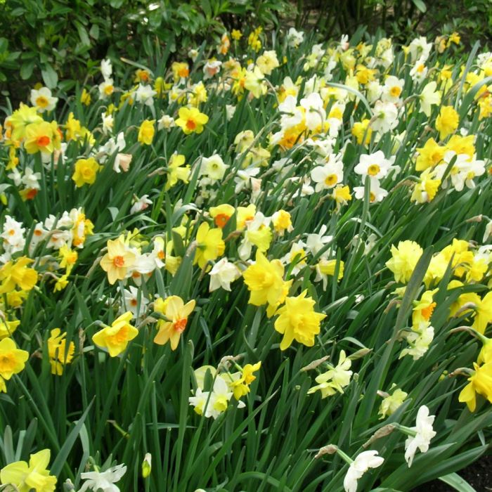 Narcisses simples en mélange