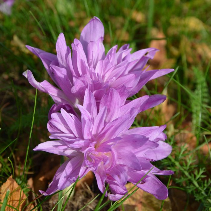 Colchique hybride double Waterlily