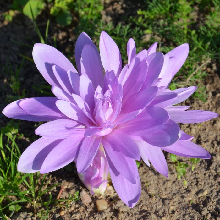 Colchique hybride double Waterlily