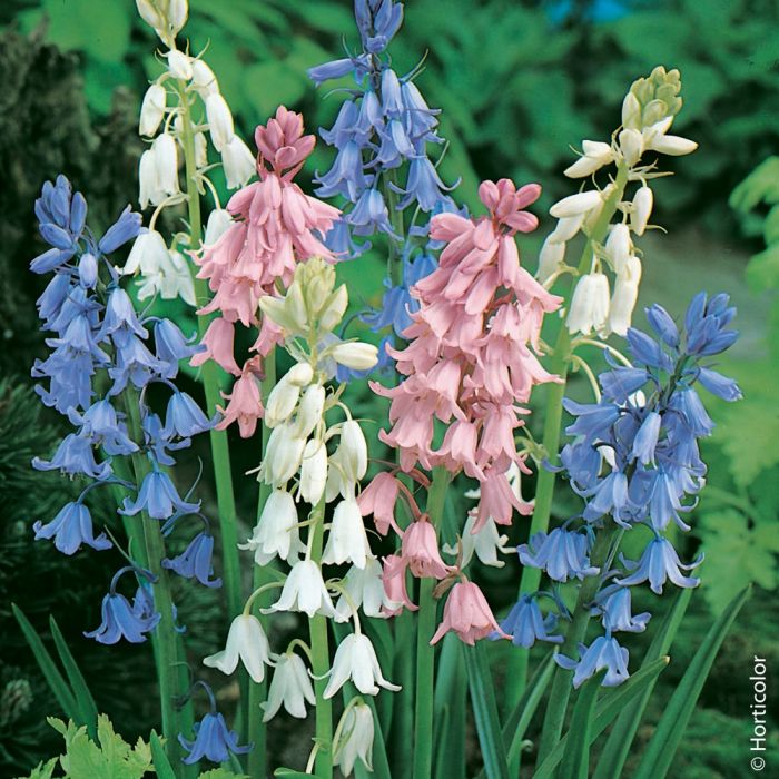 Jacinthes des bois en mélange