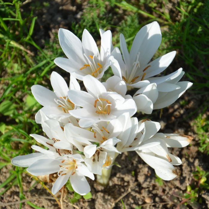 Colchique d'automne blanc Album