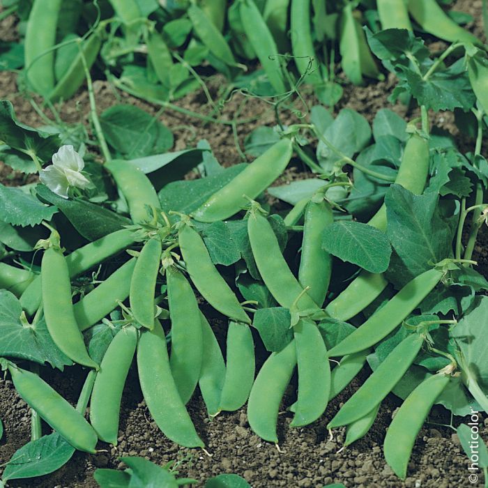 Pois demi-nain mangetout Normand