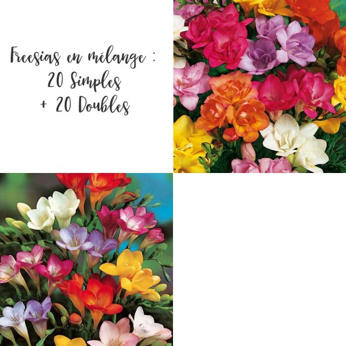 Freesias aux teintes chaudes ou pastel