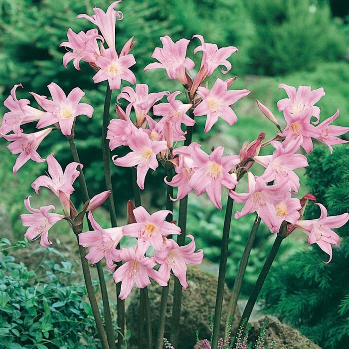 Amaryllis aux fleurs rose tendre et agréablement odorantes