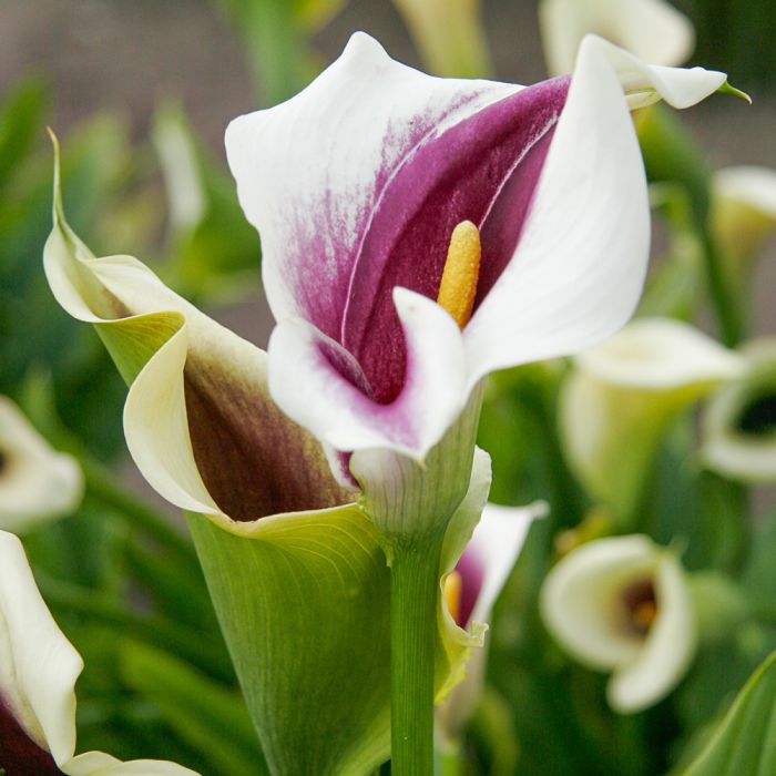 Arum Picasso