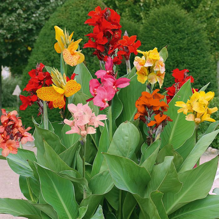 Grands cannas mélange