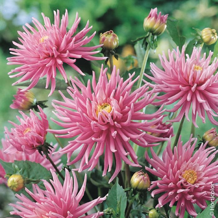 Dahlia nain cactus Park Princess