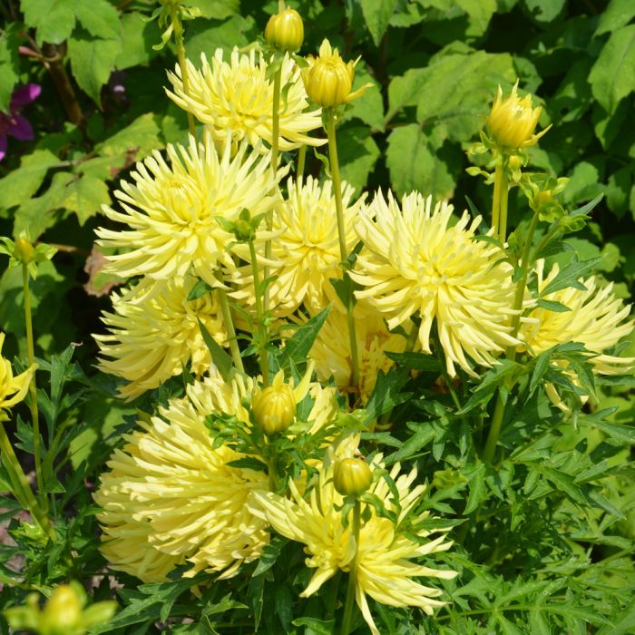 Dahlia nain cactus Lemon Tree