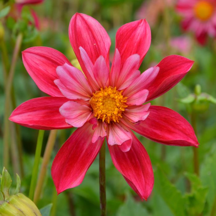 Dahlia collerette bicolore rouge et rose