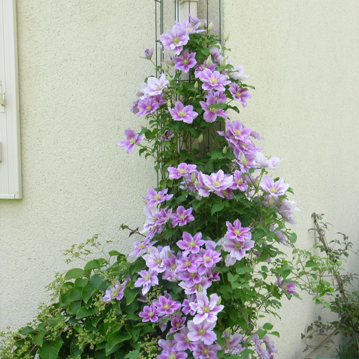 clematis Piilu® 