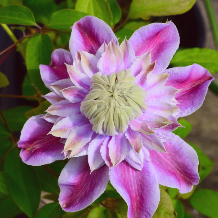 Clématite JosephineTM  ‘Evijohill’ (2)