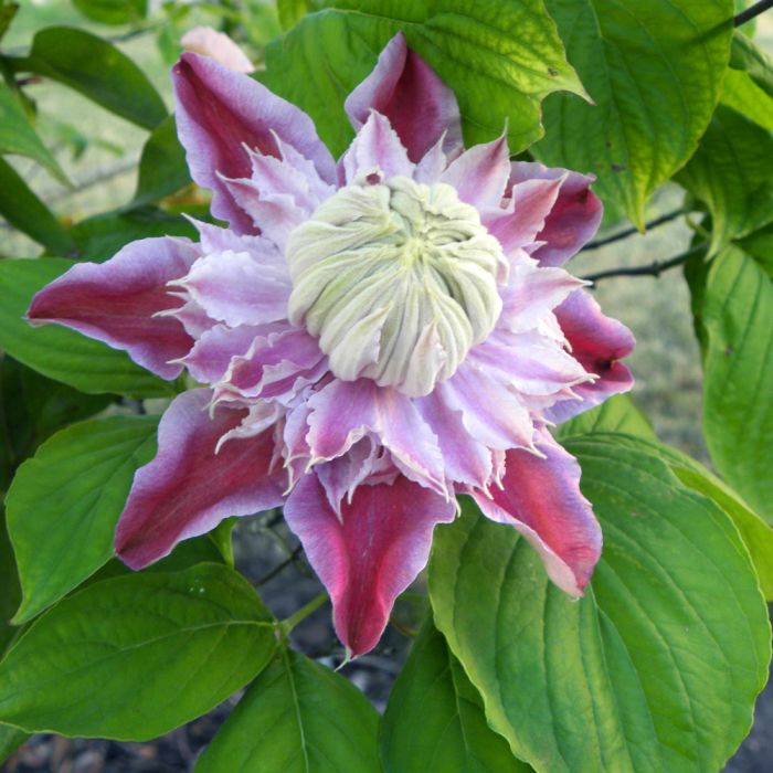 Clématite JosephineTM  ‘Evijohill’ (3)