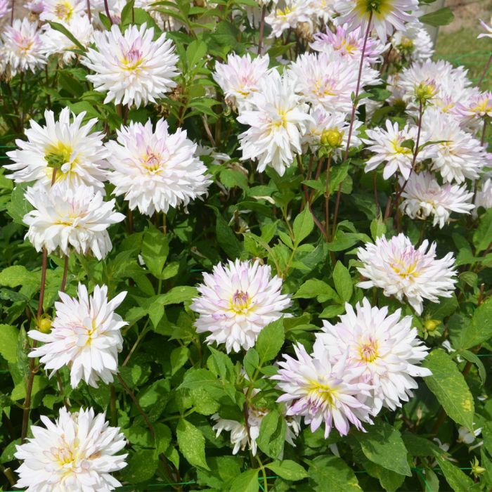 Dahlia décoratif à grosses fleurs blanches 
