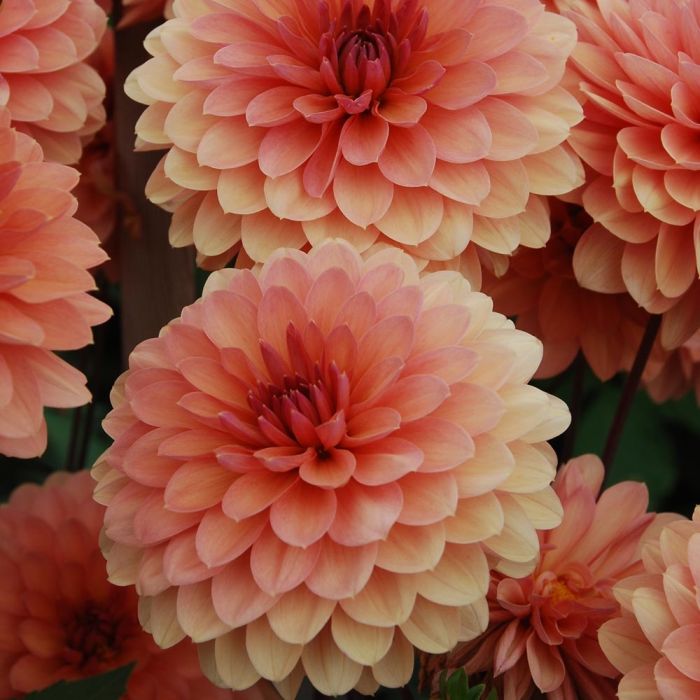 Dahlia décoratif Château de la Bourdaisière