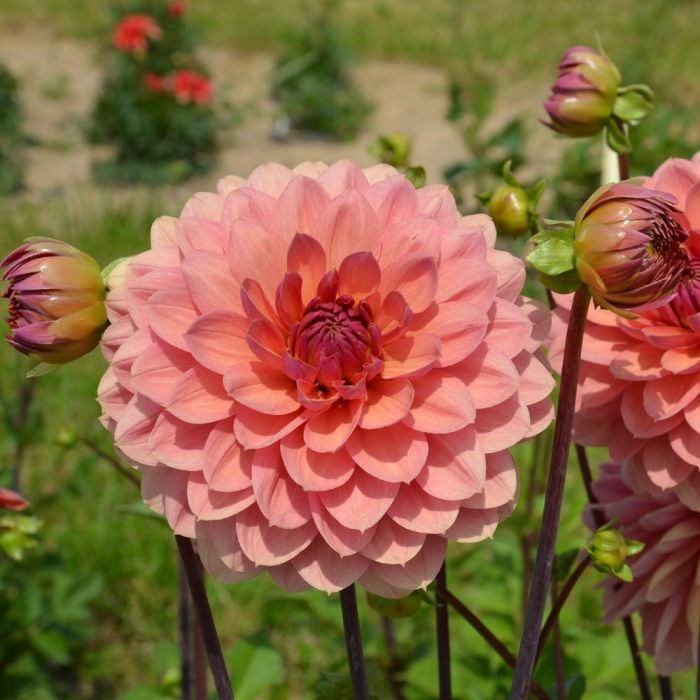 Dahlia décoratif Château de la Bourdaisière