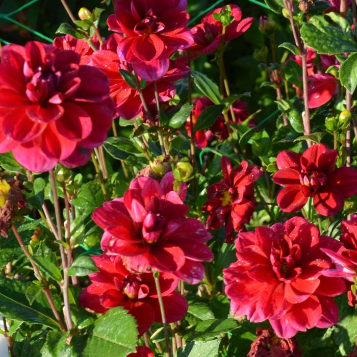 Dahlia buisson Mille Feux