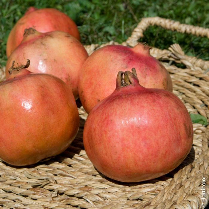 Grenadier à fruits ou Punica granatum ‘Gabès’