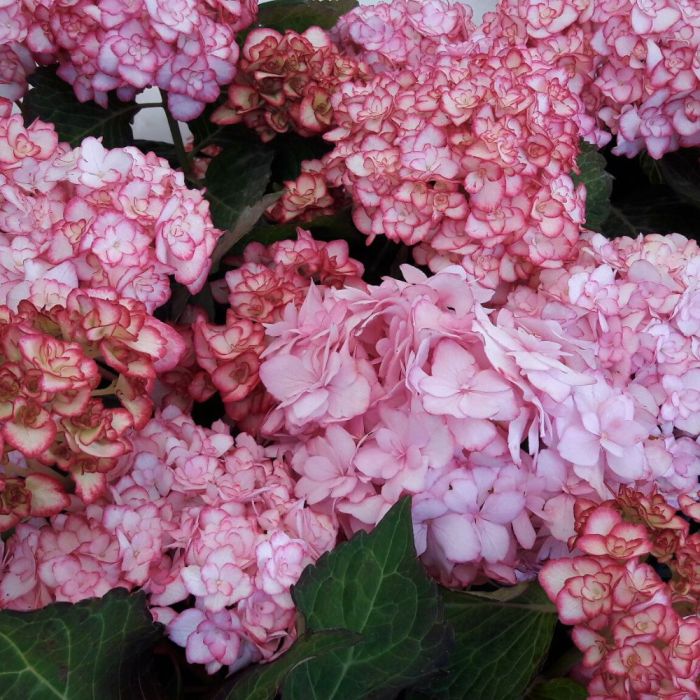Arbustes hortensias 
