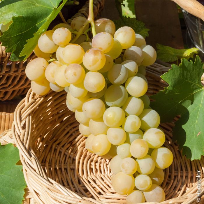 Vigne de table Italia 