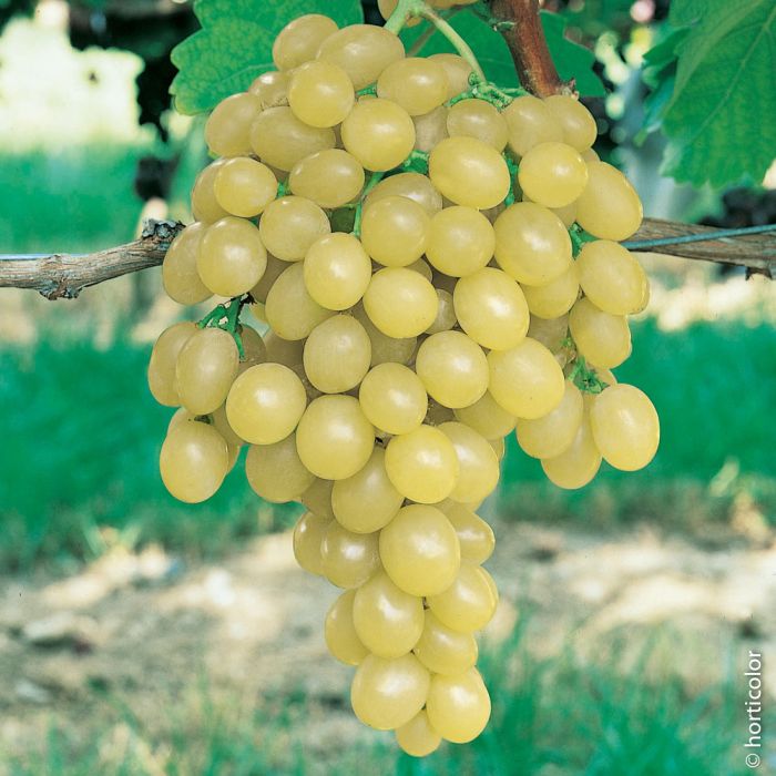 Vigne de table Italia 