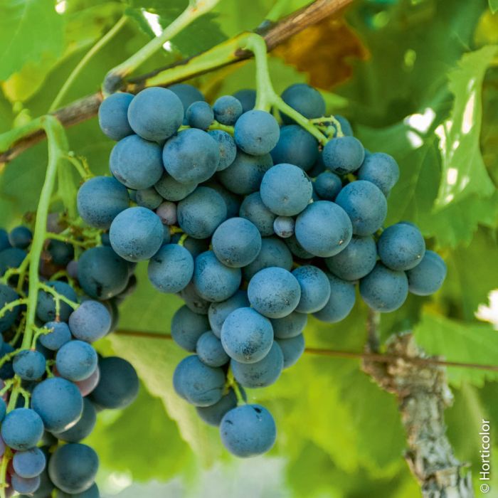 Vigne de table Alphonse Lavallée