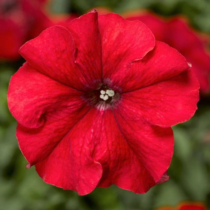 Pétunias Duvet TM Rouge