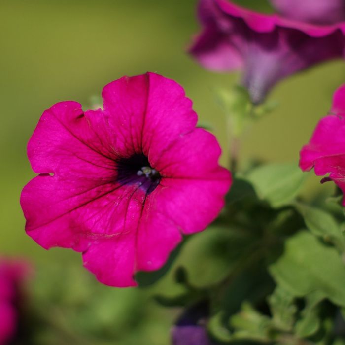 Pétunia SURFINIA ® PURPLE ® Shihi Brilliant 