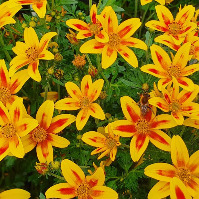Bidens Tiger Bee