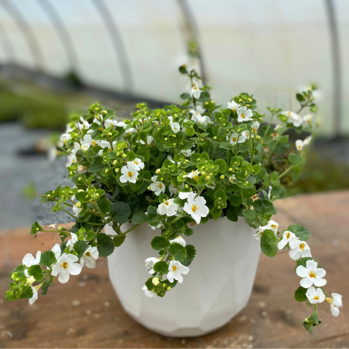 Bacopa scopia Compact White