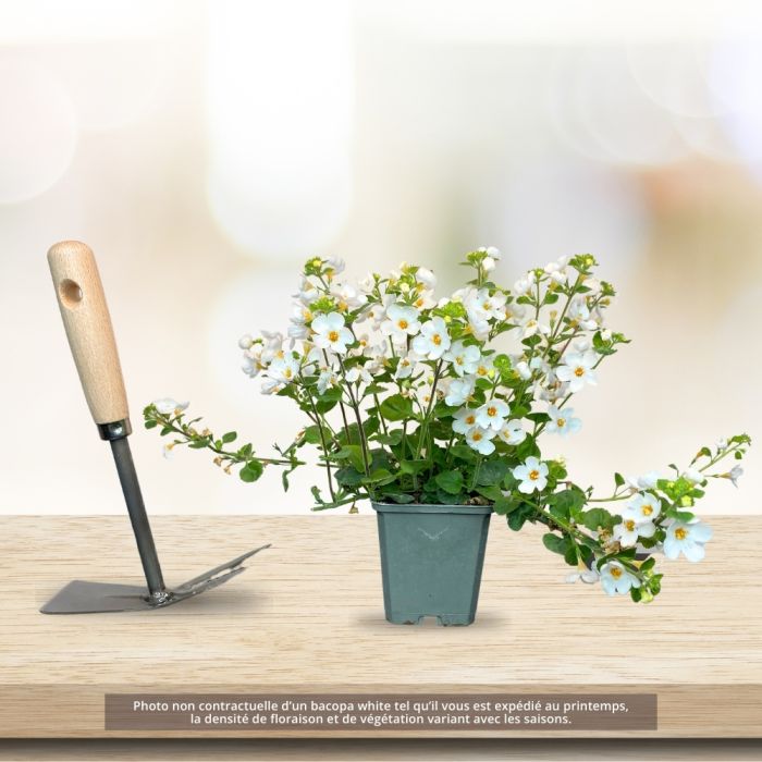 Bacopa scopia Compact White