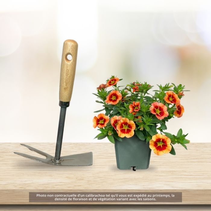 Calibrachoa CABARET ® Red