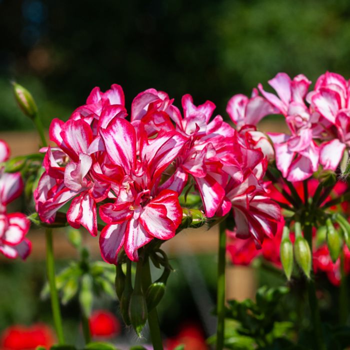 Géranium Lierre double MEXICANA